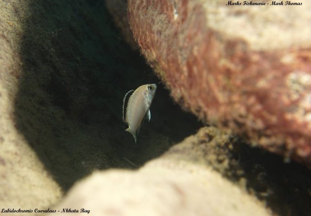Labidochromis caeruelus Nkhata Bay