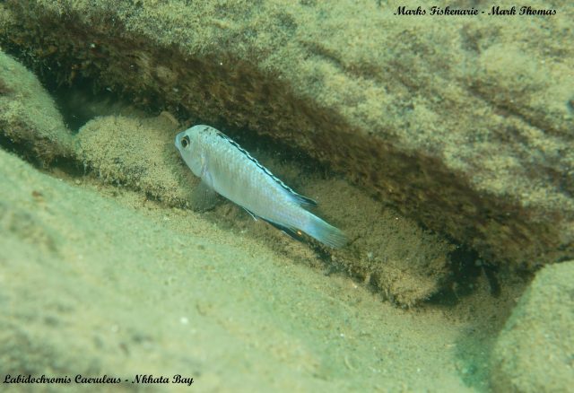 Labidochromis caeruelus