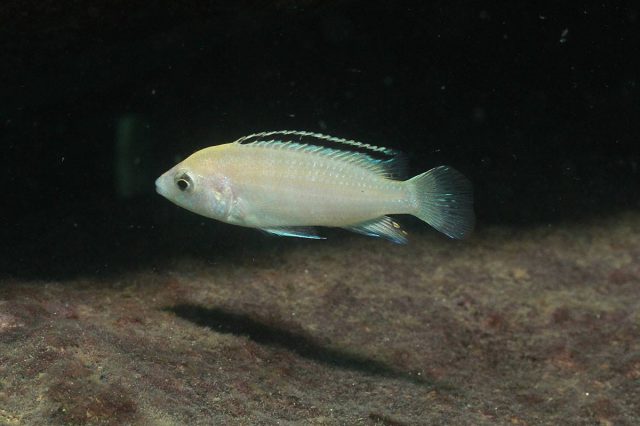 Labidochromis caeruelus Nkhata Bay (samice)
