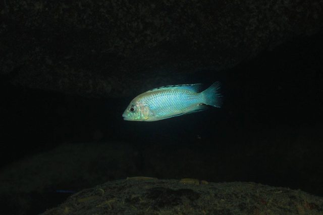 Labidochromis caeruelus Nkhata Bay (samec)