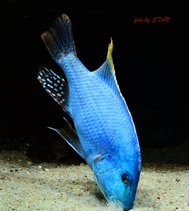 Nimbochromis fuscotaeniatus (samec)