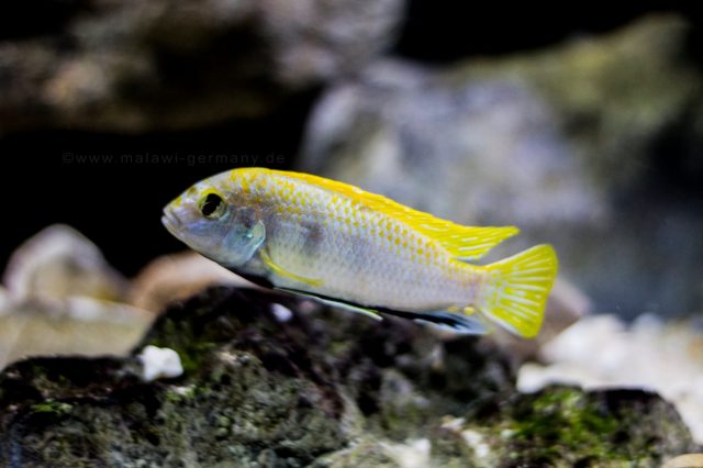 Labidochromis sp. ‚perlmutt (samec)
