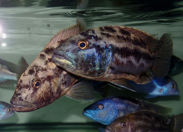 Nimbochromis polystigma (samec)