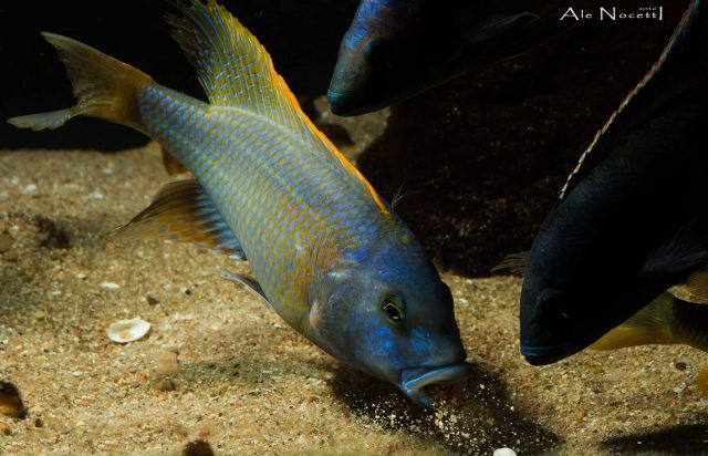 Buccochromis rhoadesi Mdoka Reef (samec)