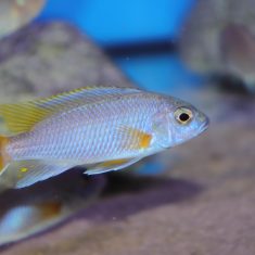 Pseudotropheus sp. ‚acei‘