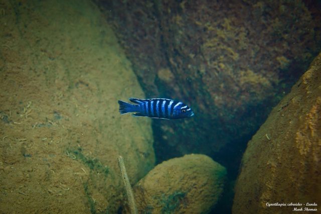 Cynotilapia zebroides