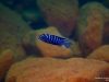 Cynotilapia zebroides Lundu
