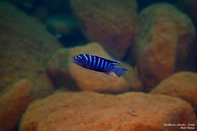 Cynotilapia zebroides Lundu