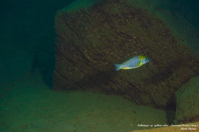 Aulonocara sp. ‚yellow collar‘
