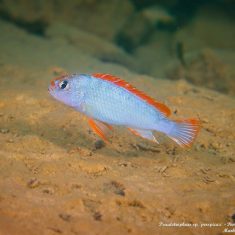 Pseudotropheus sp. ‚perspicax‘