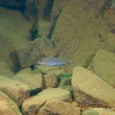 Pseudotropheus sp. ,perspicax‘