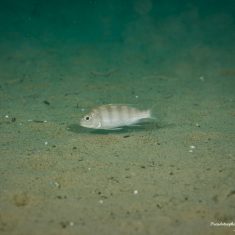 Pseudotropheus livingstonii