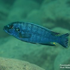 Pseudotropheus benetos