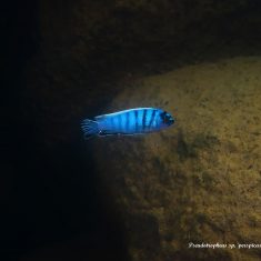 Pseudotropheus sp. ‚perspicax‘