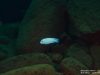 Metriaclima callainos Ngwazi