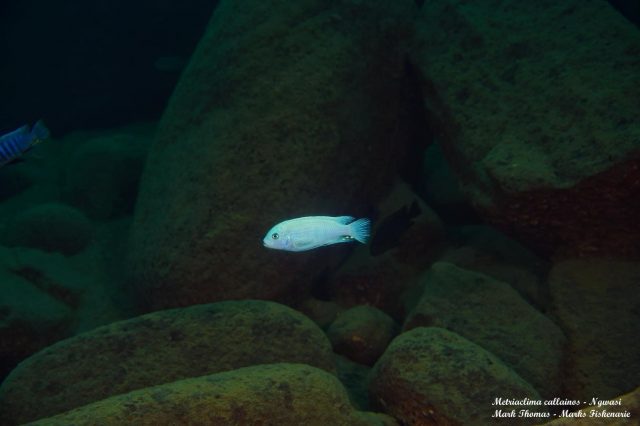 Metriaclima callainos Ngwazi
