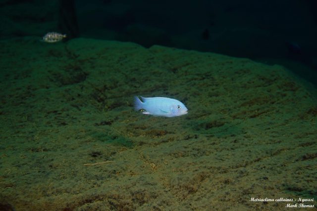 Metriaclima callainos Ngwazi