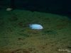Metriaclima callainos Ngwazi