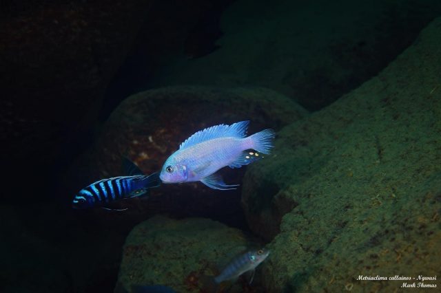 Metriaclima callainos