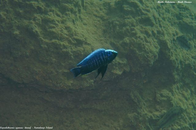 Copadichromis cyaneus Namalenje Island