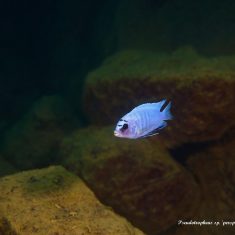 Pseudotropheus sp. ,perspicax‘