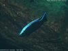 Copadichromis virginalis Cape Kaiser
