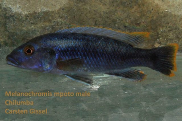 Melanochromis mpoto