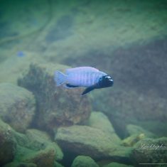 Pseudotropheus sp. ‚polit‘