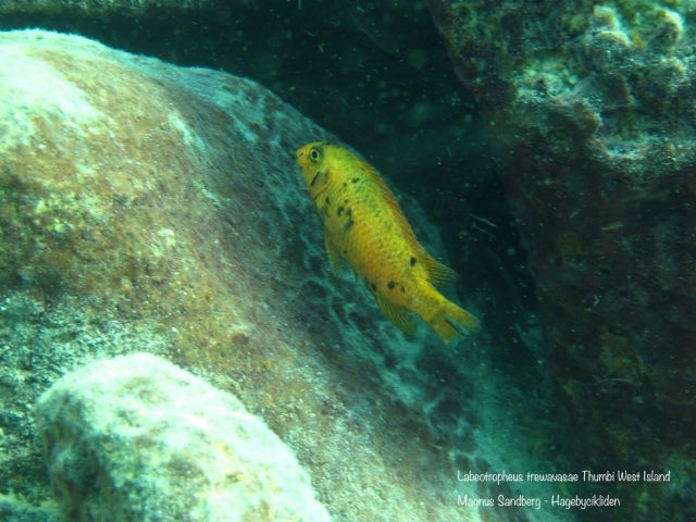 Labeotropheus trewavasae Thumbi West (OB samice)