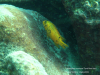 Labeotropheus trewavasae Thumbi West (OB samice)