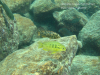 Labeotropheus trewavasae Thumbi West (OB samice)