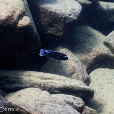 Pseudotropheus johannii