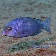 Cyrtocara moorii