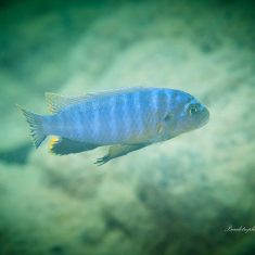 Pseudotropheus perspicax