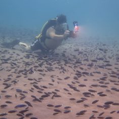 Pseudotropheus elegans