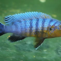 Pseudotropheus purpuratus