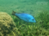 Hemitilapia oxyrhynchus Mumbo Island (samec)