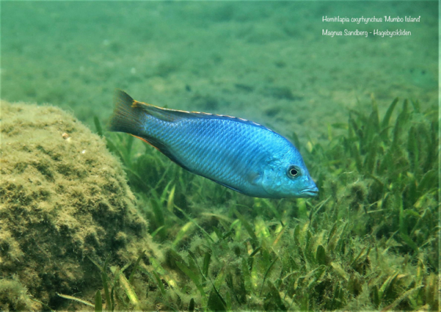 Hemitilapia oxyrhynchus Mumbo Island (samec)