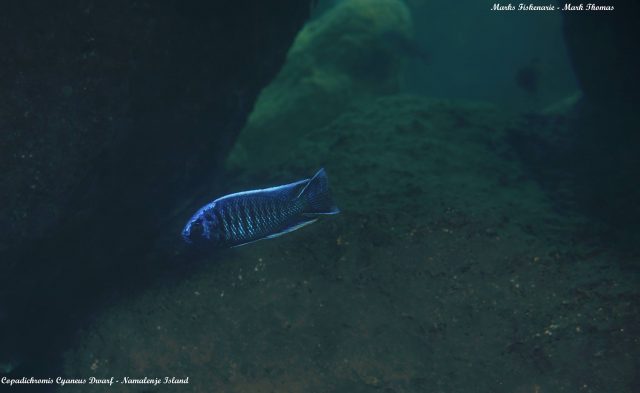 Copadichromis cyaneus