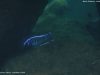 Copadichromis cyaneus