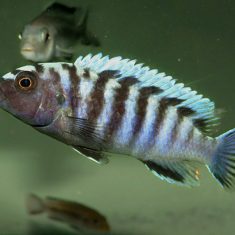 Pseudotropheus sp. ‚minutus‘