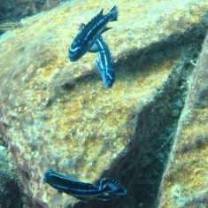 Pseudotropheus cyaneorhabdos