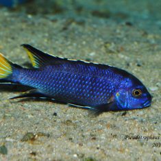 Pseudotropheus elegans