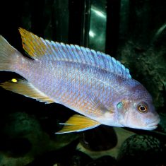 Pseudotropheus sp. ‚aggressive‘