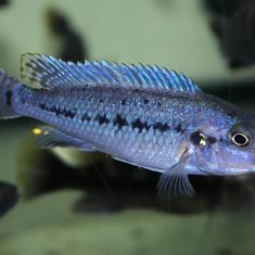 Pseudotropheus benetos