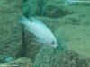 Metriaclima callainos
