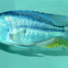 Chilotilapia rhoadesii