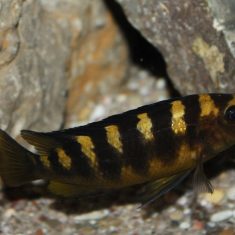 Pseudotropheus crabro