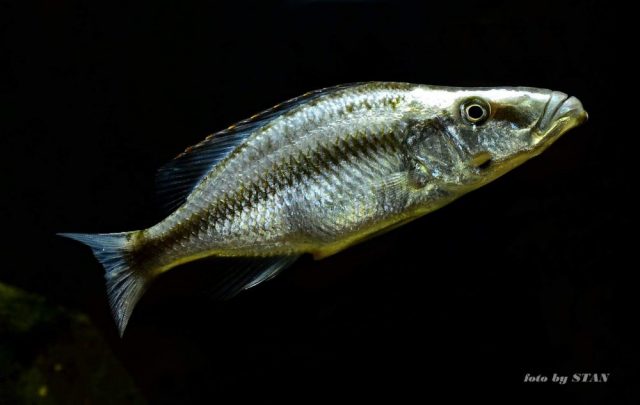 Dimidiochromis compressiceps (samice)