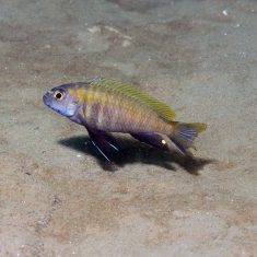 Pseudotropheus sp. ‚dwarf nkhata‘